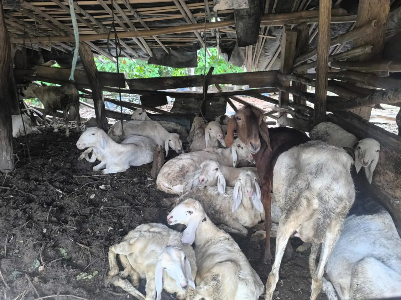Moutons et chèvres dans un enclos ombragé d'un village de la zone cacaoyère