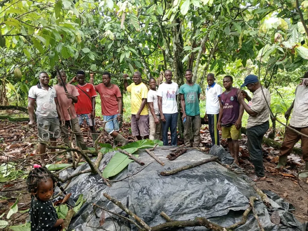 Groupe de producteurs autour d'un tas de fèves de cacao en fermentation recouvert d'une bâche dans un verger