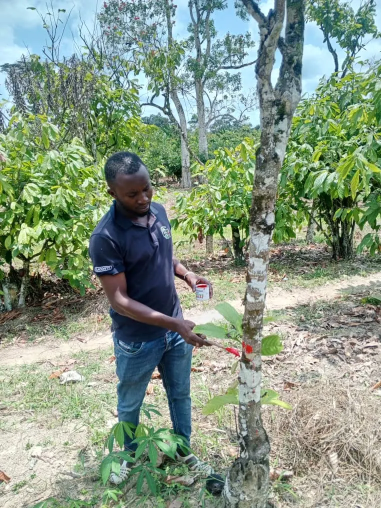Technicien de la coopérative appliquant de la peinture rouge sur le tronc d'un cacaoyer