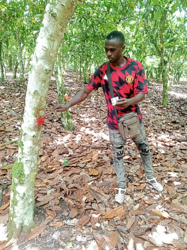 Technicien marquant un tronc de cacaoyer dans une plantation ombragée