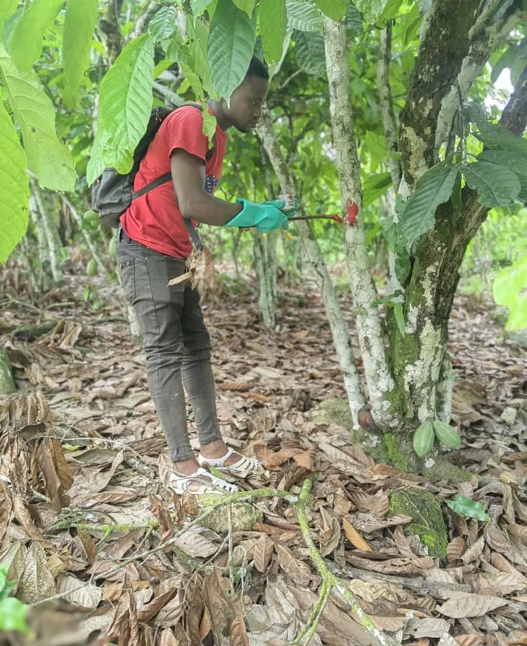 Technicien portant des gants verts et marquant un cacaoyer à la peinture rouge
