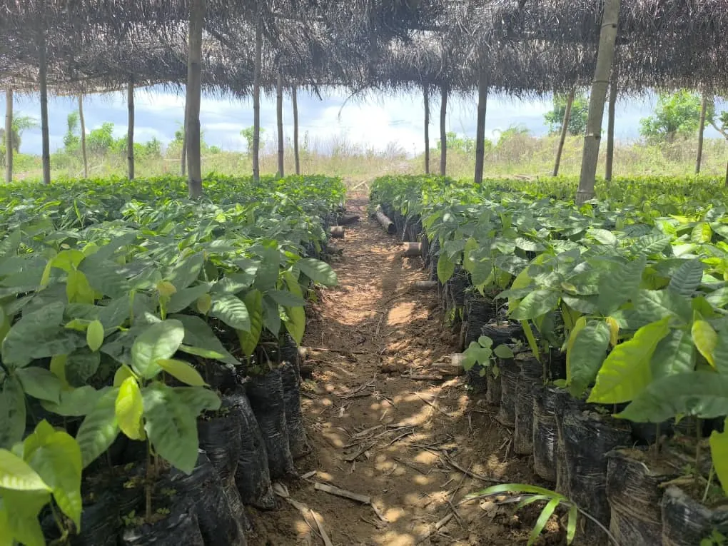 Allée d'une pépinière de jeunes plants de cacaoyers sous un ombrage de palmes