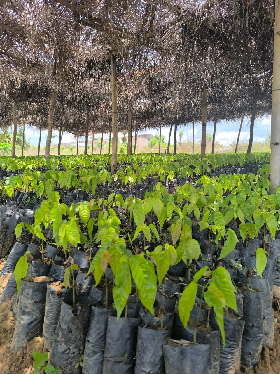 Jeunes plants de cacaoyers en sachets dans une pépinière ombragée