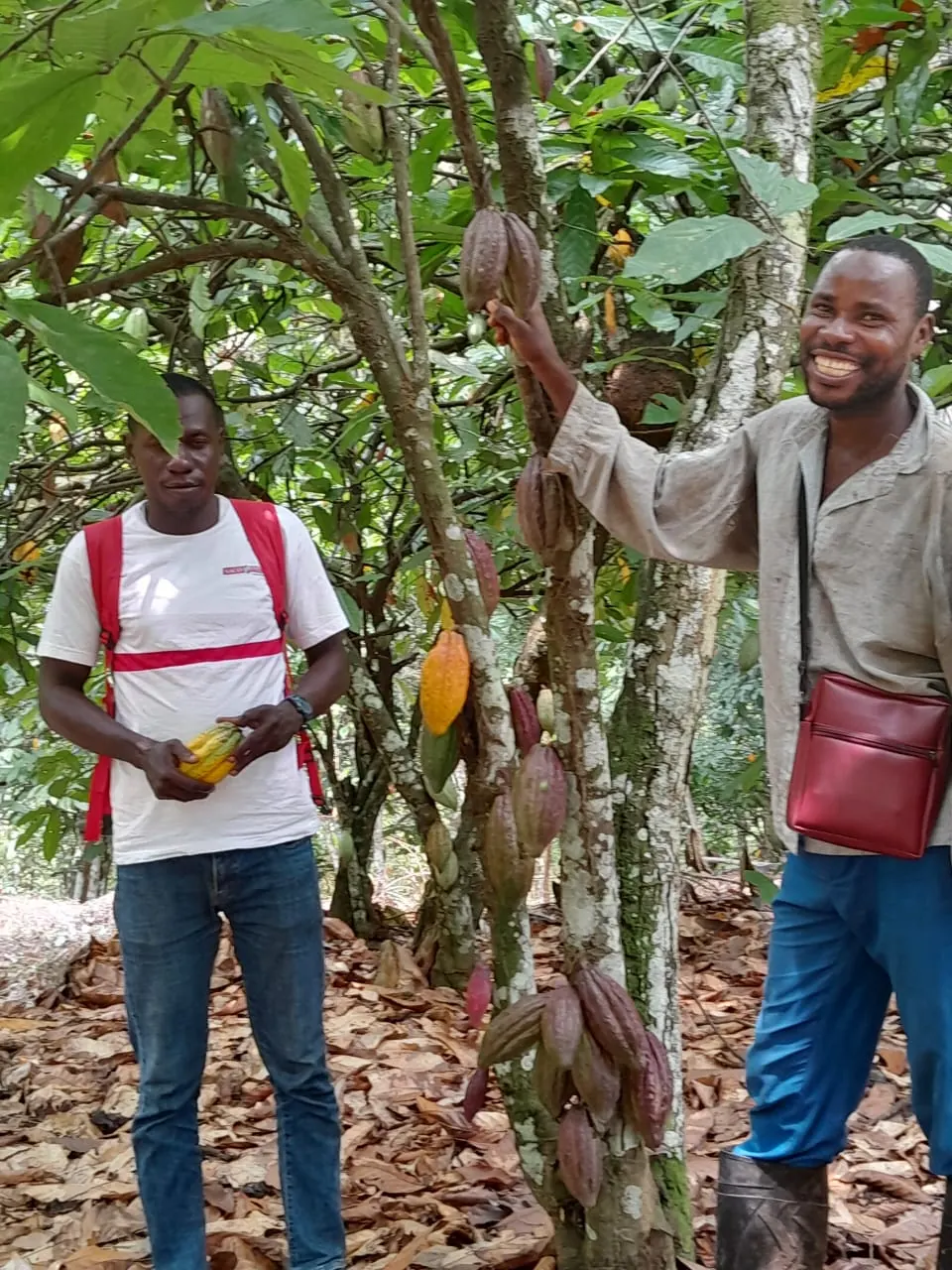 Deux producteurs dans un verger, l'un tenant une cabosse de cacao mûre